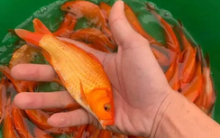 Thủ phủ cá chép đỏ Thuỷ Trầm và bí kíp chăm sóc "phương tiện" phục vụ ông Công ông Táo