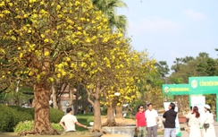 Mê mải ngắm những cội hoàng mai tuyệt phẩm giá tiền tỷ ở đất Cố đô