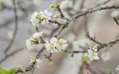 Chi tiền triệu để mua hoa rừng về trang trí Tết