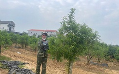 Bất ngờ lời khai của kẻ hủy hoại gần 350 cây đào trị giá tiền tỷ