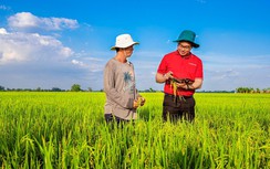 Ngân hàng Nhà nước triển khai đề án 1 triệu hecta lúa gắn với tăng trưởng xanh