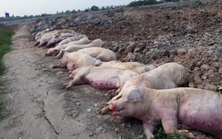 Hơn 60.000 con lợn bị tiêu hủy, báo động dịch tả lợn châu Phi bùng phát
