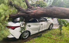 Cây phượng cổ thụ trong trường tiểu học bật gốc, đè hỏng ô tô