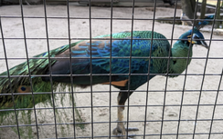 Vụ hổ, báo chết hàng loạt vì nhiễm cúm H5N1: Kết quả xét nghiệm các động vật khác thế nào?