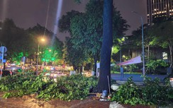 TP.HCM mưa lớn, cây bật gốc đè trúng người đi đường 