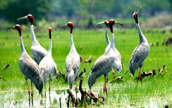 Đồng Tháp nỗ lực khôi phục đàn sếu đầu đỏ cho Vườn quốc gia Tràm Chim