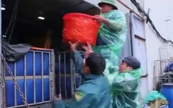 Vựa cá chép đỏ Thành Nam đắt hàng, được giá ngày ông Công ông Táo