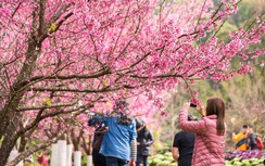 Lễ hội “Ice cũng có Tết” - điểm đến không thể bỏ lỡ ở đảo ngọc