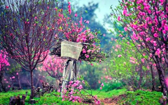 Những bài hát nhạc Xuân, nhạc Tết 2024 hay và ý nghĩa nhất