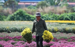 Làng hoa lớn nhất Đồng Nai tất bật vào vụ Tết, xe nườm nượp đưa hoa đi muôn nơi