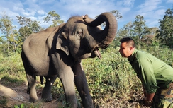 Những "bảo mẫu" của voi rừng Tây Nguyên
