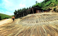 Mùa hái "lộc trời ban" của người đồng bào ở Gia Lai