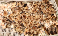 Gà giống cấp cho hộ nghèo "đi lạc" vào nhà người thân chủ tịch xã