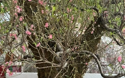 Sắp Tết, thị trường hoa ở TP.HCM vẫn kém sắc