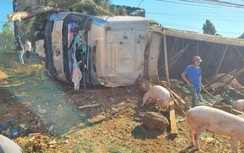 Bản tin TNGT 24/2: Xe tải bị lật, cả trăm con heo chạy ra đường
