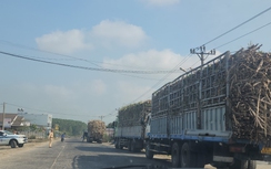 Xe chở mía, mì “có ngọn” lộng hành trên quốc lộ