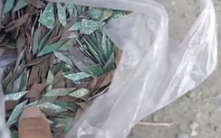Lại nhặt được cả túi đinh trên cầu vượt Sóng Thần