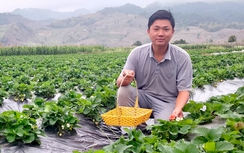 Nam sinh trồng dâu tây kiếm nửa tỷ mỗi năm