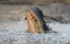 Giải mã hiện tượng cá sấu nổi lên mặt nước trong mùa đông