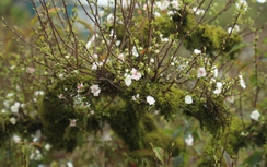 Khách mua hoa Tết thích thú với "thập đại danh hoa" nhất chi mai