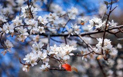 Lạc lối giữa mùa hoa sơn tra tinh khôi ở Sơn La