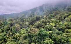 Vì sao Việt Nam chỉ bán 5 USD cho mỗi tín chỉ carbon rừng?