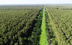 Hạn hán gay gắt, Cà Mau hỏa tốc xin hỗ trợ hơn 63 tỷ đồng bảo vệ rừng