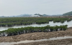Sẽ kiểm toán dự án tuyến đê triệu đô bỏ không mà Báo Giao thông phản ánh