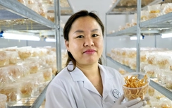 Đường đến thành công của “nữ tỷ phú nông dân trồng vàng”