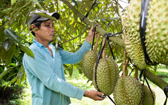 Vì sao sầu riêng Việt Nam xuất khẩu bị Trung Quốc cảnh báo?