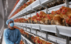 Bộ Y tế nói gì về ca nhiễm cúm A/H5 đầu tiên trong năm tử vong?