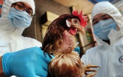 Cách nào để phân biệt cúm A và cúm A/H5N1?