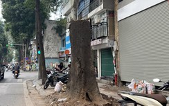 Chuyển công an điều tra vụ cây sao đen chết khô trên phố ở Hà Nội