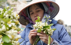 Hoa bưởi đầu mùa giá 500.000 đồng/kg