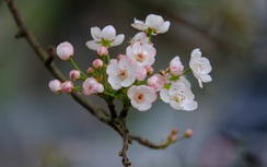 Lê rừng nở hoa trắng muốt hút khách Thủ đô