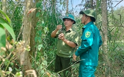 "Mắt thần" bắt quả tang kẻ trộm mật ong trong rừng U Minh Hạ