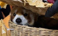 Thái Lan bắt giữ nhóm khách mang cả “sở thú” lên máy bay