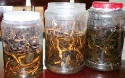 Bắc Giang: Uống rượu ngâm cây rừng, 2 người chết, 1 người nguy kịch