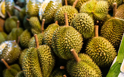 Thông tin mới về 30 lô hàng sầu riêng bị Trung Quốc cảnh báo