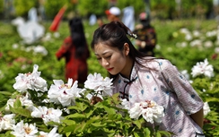"Thủ phủ" hoa mẫu đơn của Trung Quốc