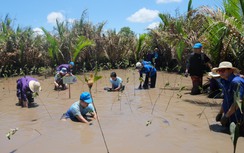 SASCO phủ xanh vùng đất ngập mặn bằng 1.000 cây đước