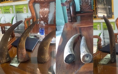 Giả đá thiên thạch và sừng tê giác lừa đảo hơn 3 tỷ đồng