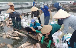 Xác định nguyên nhân hàng trăm tấn cá lồng chết ở Hải Dương