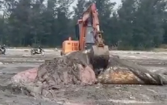 Một phần xác cá voi khủng dạt vào bờ biển tỉnh Nghệ An