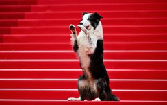 Chú chó Messi tạo dáng gây sốt trên thảm đỏ LHP Cannes cùng các ngôi sao thế giới