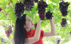 Lễ hội trái cây Nam bộ năm nay có gì hấp dẫn?