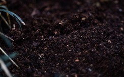 Bí ẩn kho “vàng đen” tại Amazon