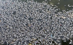 Cá chết nổi trắng hồ Bàu Sen ở Quy Nhơn bốc mùi hôi thối giữa trời nắng nóng