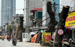 Loạt cây xà cừ cắt ngọn, chuẩn bị bán đấu giá gỗ