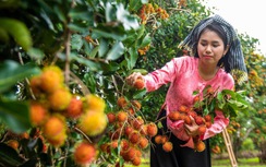 Lạc lối ở thủ phủ trái cây miền Đông Nam Bộ